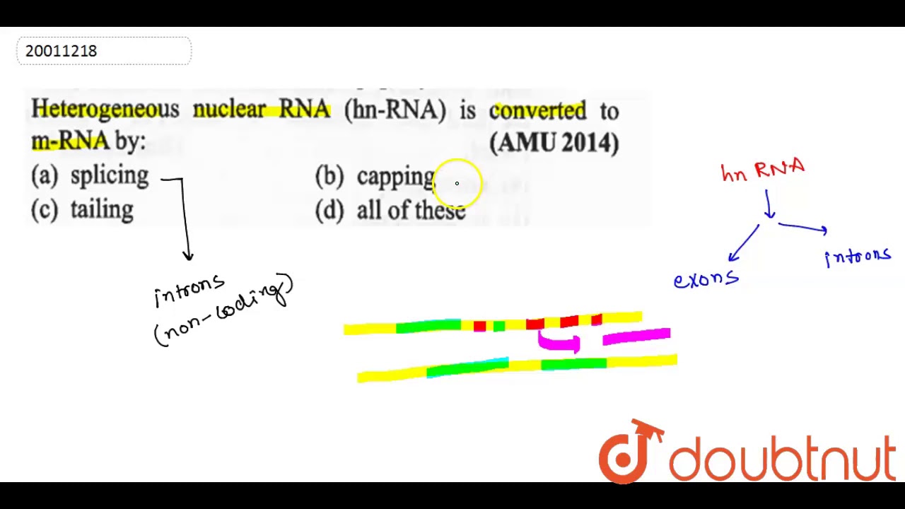 Heterogeneous nuclear RNA (hn-RNA) is converted to m-RNA by `:`
