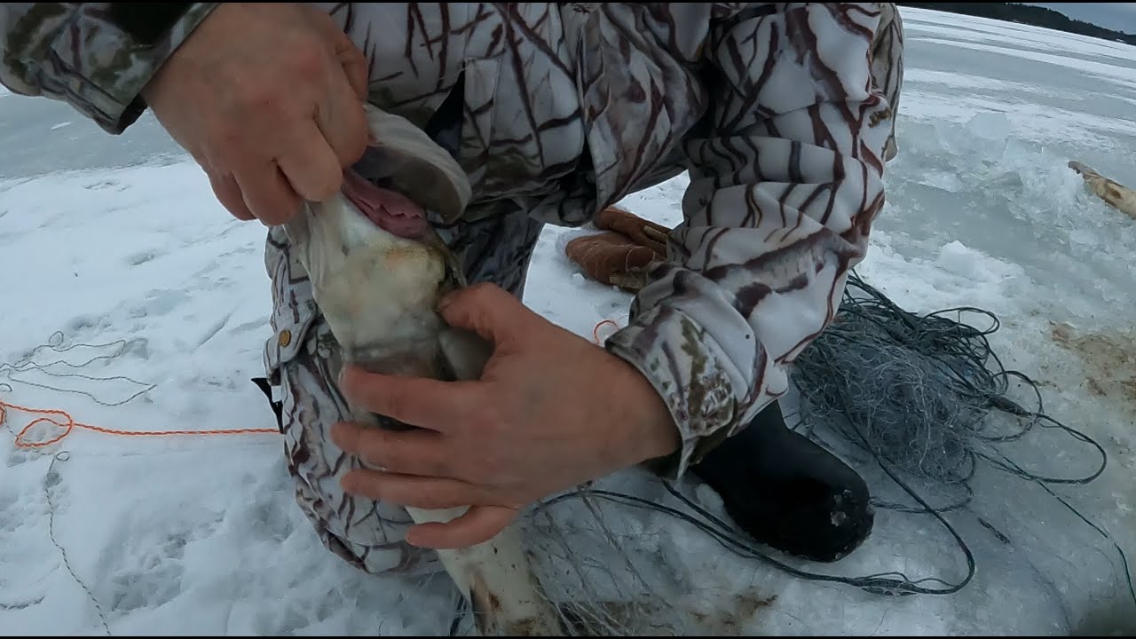 Koetaan verkot - Tullooko kalloo?