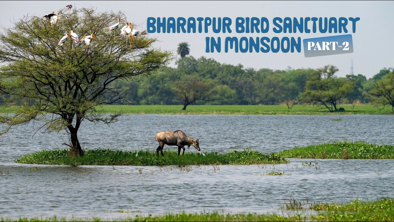 Bharatpur Bird Sanctuary in Monsoon (Part-2) | (Keoladeo National Park)- 4K Video Hindi | हिन्दी