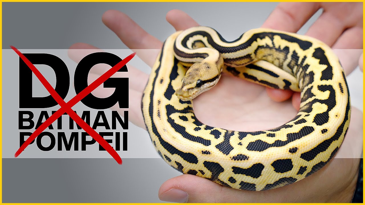 The BEST SNAKE to MISS the Odds... &mdash; DG CLOWN UPDATE! | #Hetflix 182