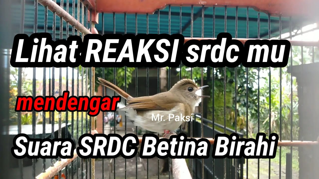 Pancingan SRDC Betina  Gacor menaikkan Birahi dan Emosi