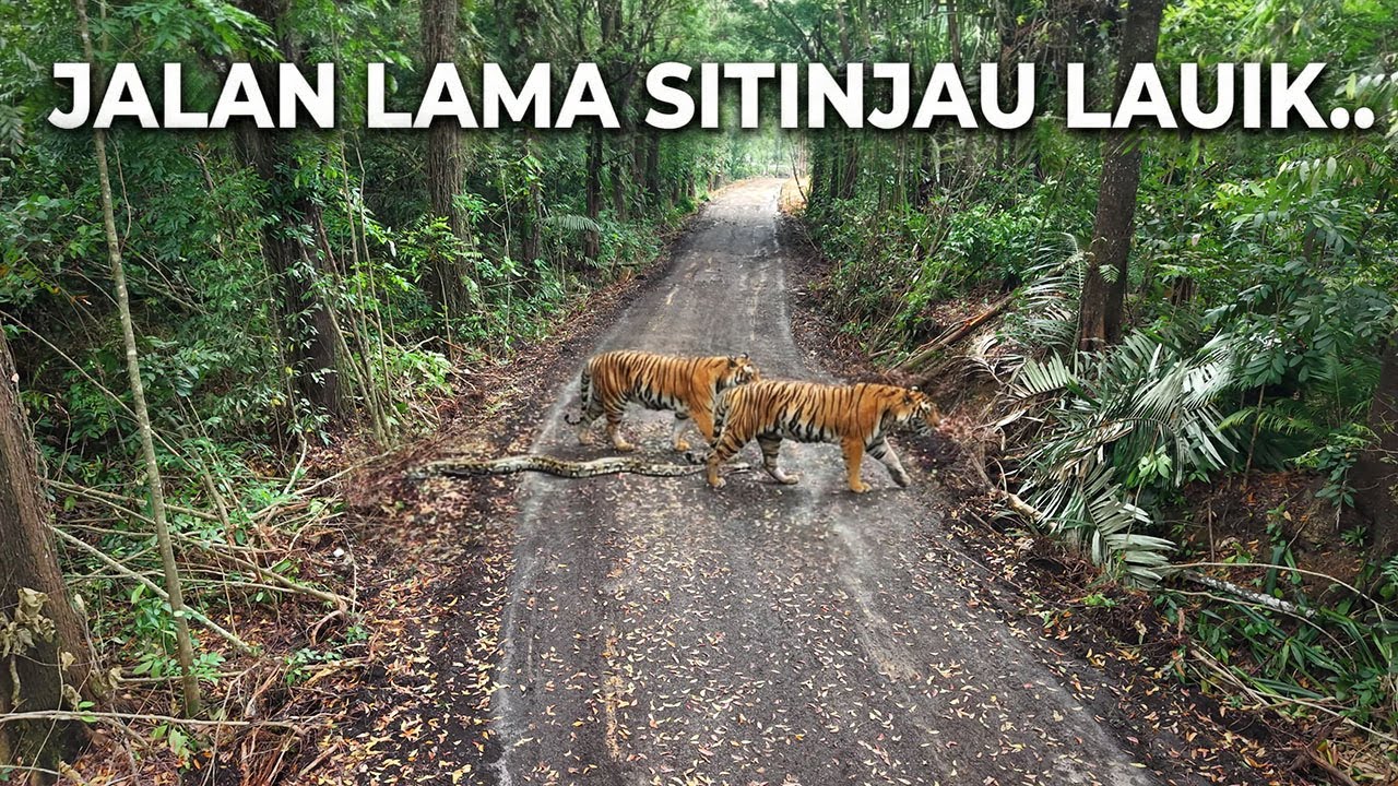 ANGKER !!! PENAMPAKAN JALAN LAMA SITINJAU LAUIK TAHUN 80an, Banyak Hewan Buas Berkeliaran (Ngeri)