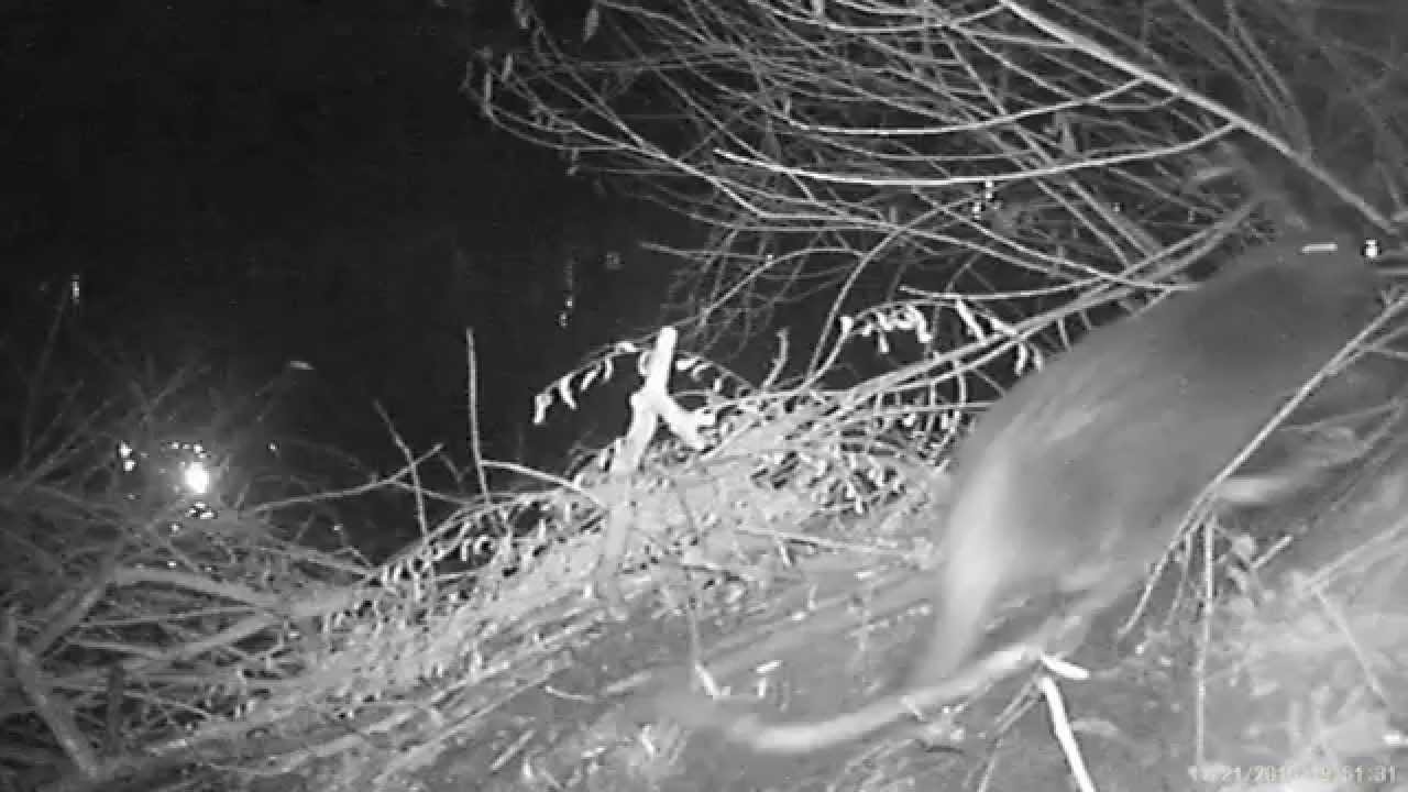 Bobr evropský v Praze