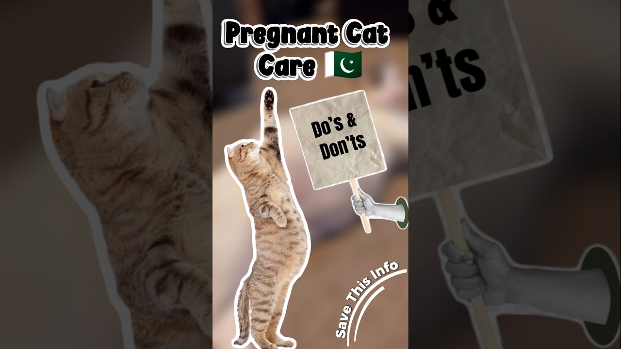 Pregnant Cat Do’s and Don’ts (Pakistan Guide)😱😱