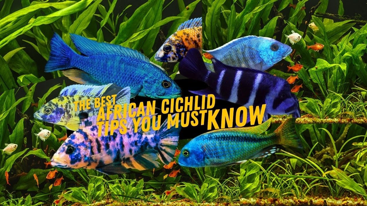 African Cichlids For Beginners |  TIPS BEFORE Buying Cichlids