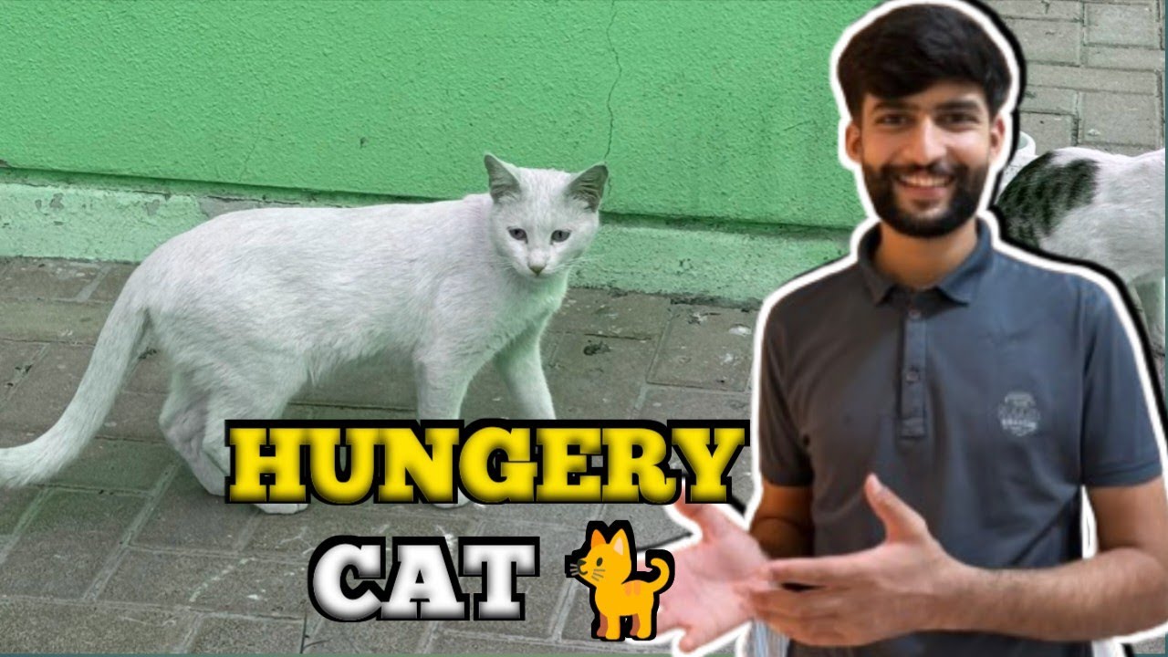 Hangery cat 🐱 |Rehan  Hazarvi| 