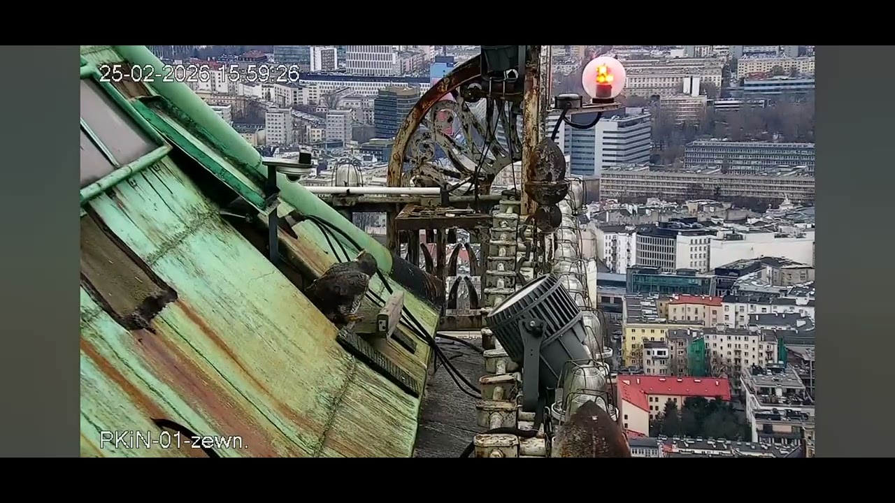PKiN_godz 15:59 cz 2. Samica jest atakowana przed gniazdem_25.02.2026