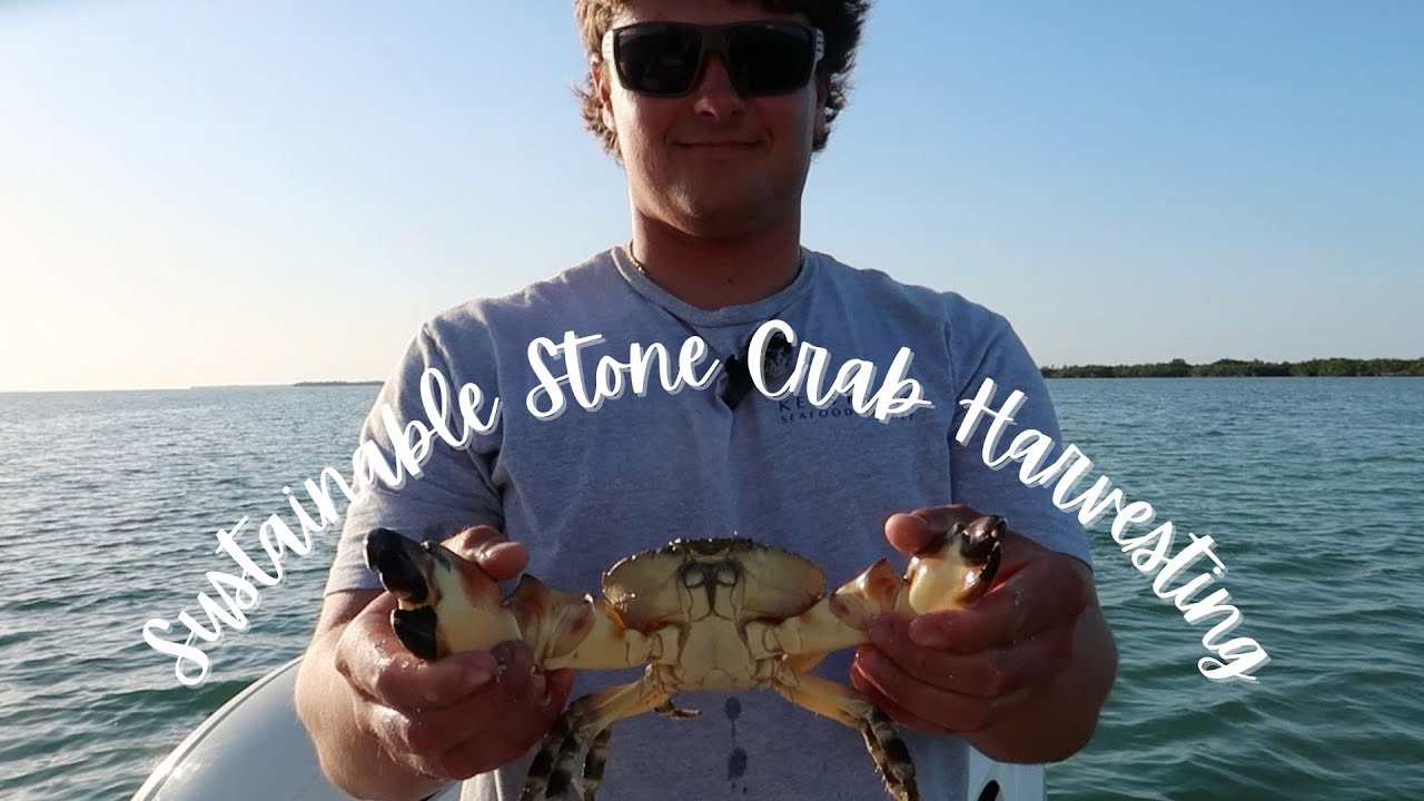 Sustainable Stone Crab Harvesting in the Florida Keys