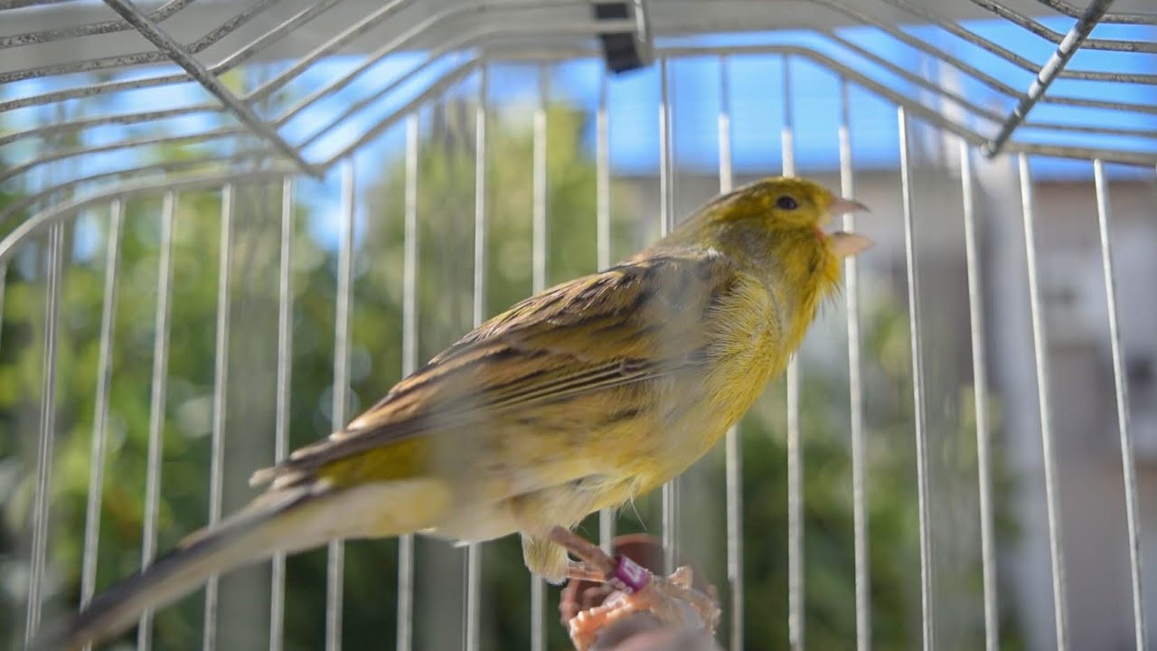 Unstoppable - Canary Training Video