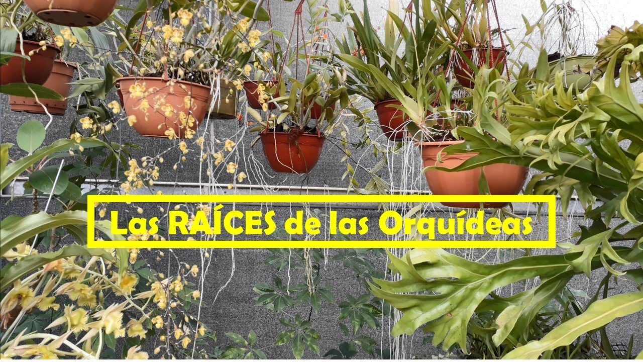 Las Raíces de las Orquídeas - Como evitar la Pudrición