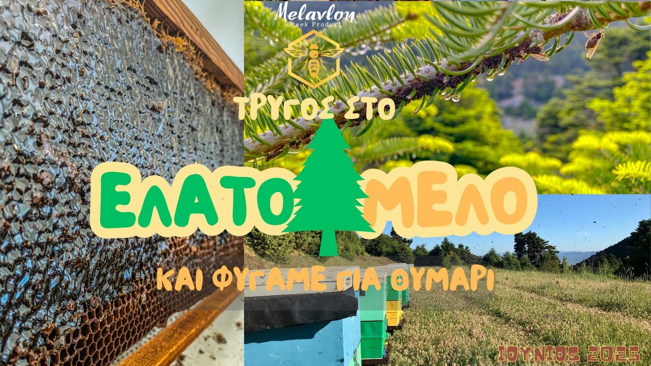 Tρύγος του ελατόμελου. Ιούνιος 2025