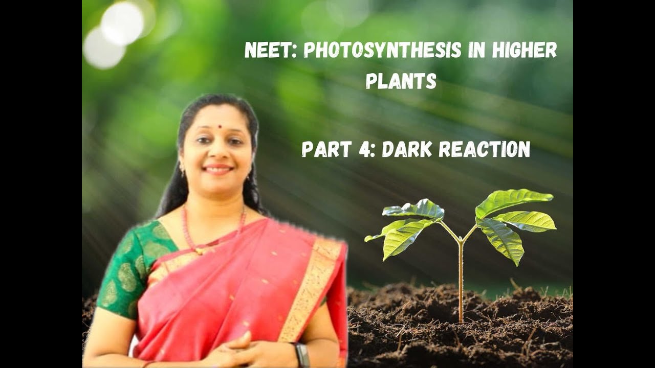 NEET: PHOTOSYNTHESIS; part4: Dark Reaction/C3cycle/Calvin cycle/Blackman's reaction
