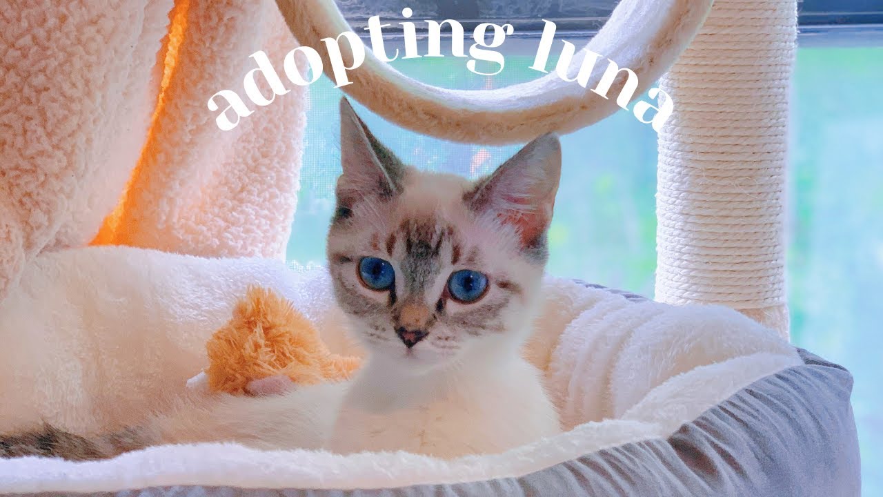 adopting a new siamese kitten 🐱💕 | introducing to our older cat, texas cat adoption