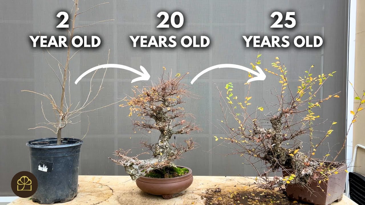 Easy Steps to Turn a Sapling Stick into an Old Cascade Bonsai