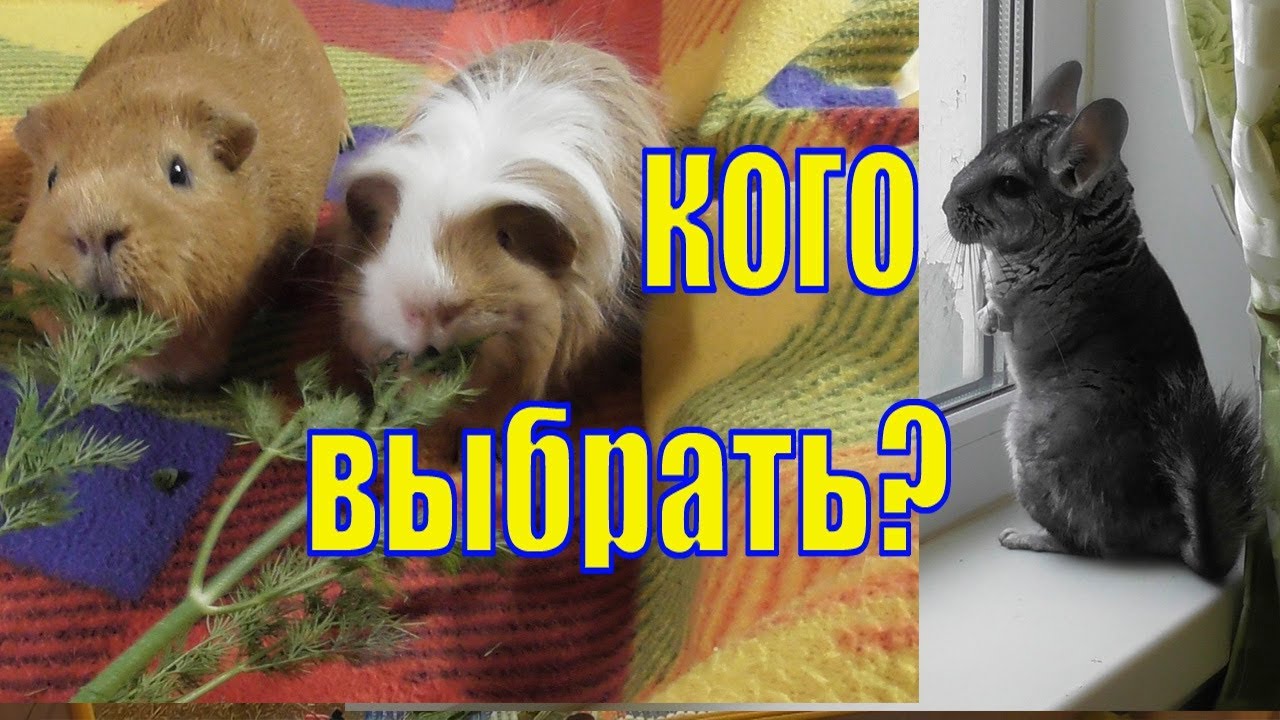 Какого питомца выбрать/ Морские свинки или шиншиллы