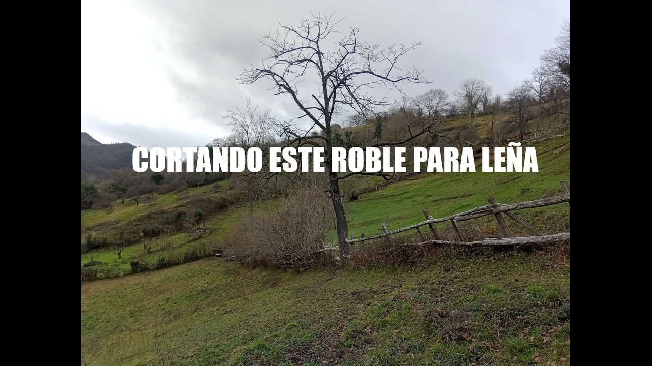 CORTANDO UN ROBLE PARA LEÑA