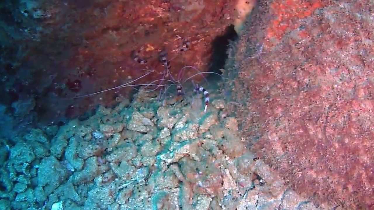 UNAWATUNA DIVING CENTRE, PADI RESORT S-36133, Sri Lanka , Dive with US!! at the South Coast