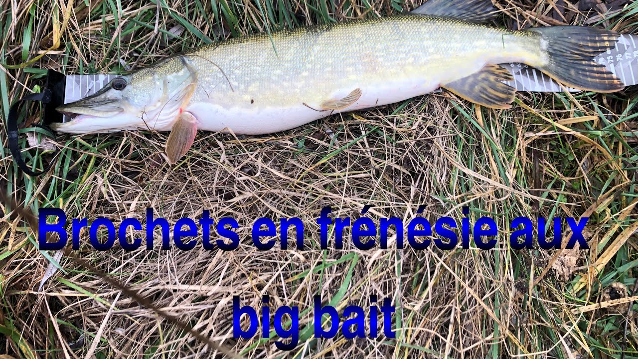Brochets aux big baits en gravières 2024