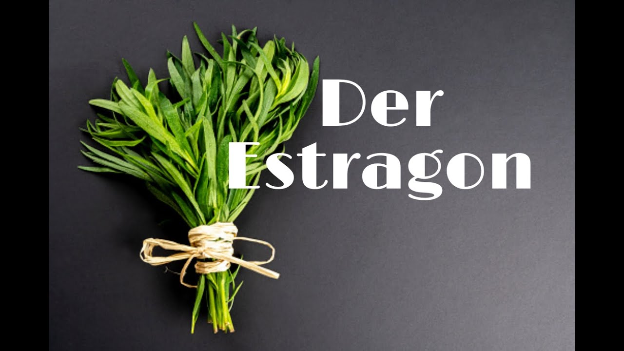 Der Estragon - Die Ratzeburger-Gartenkräuterrunde