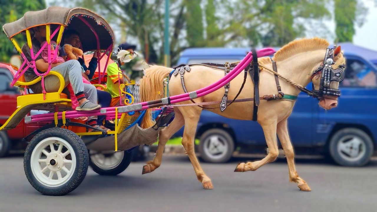 NAIK KUDA DELMAN ~ ONDEL ONDEL ~ BADUT JOGET ~ BALONKU ADA LIMA ~ SELAMAT ULANG TAHUN - BANGUN TIDUR