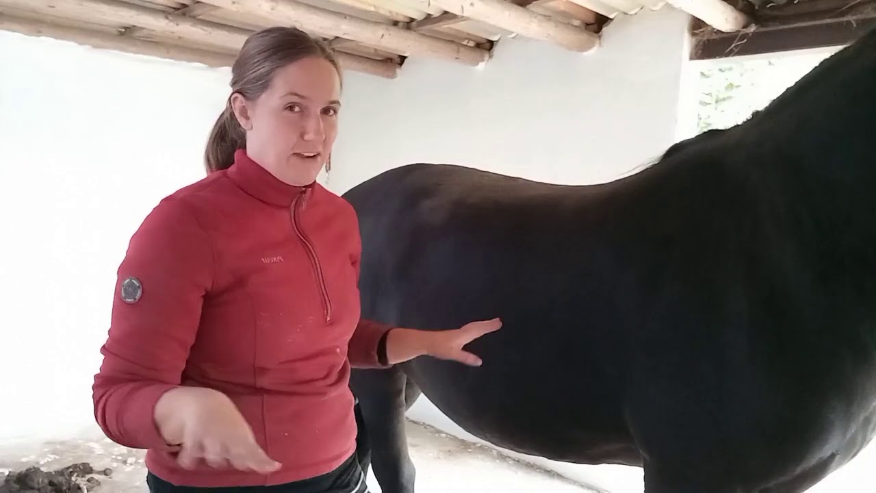 Hestemassage- massage af ryg