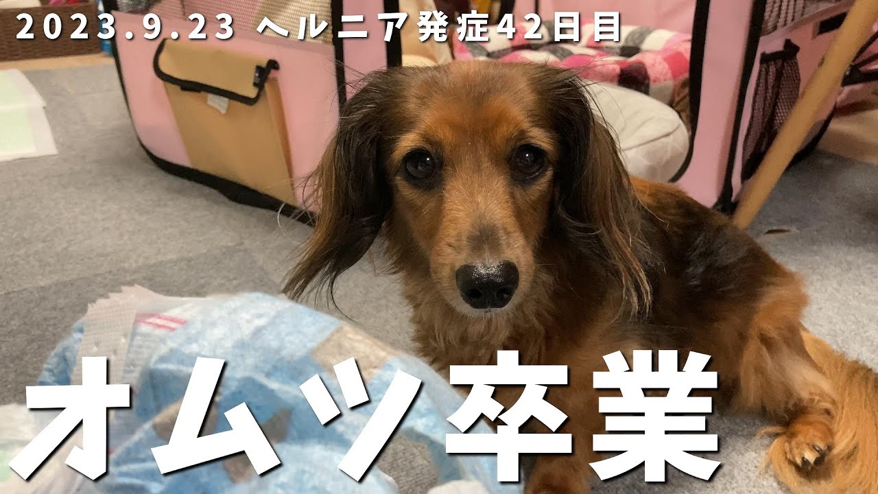 もうオムツいらないよ〜ヘルニア発症から5週間経過【カニンヘンダックス】