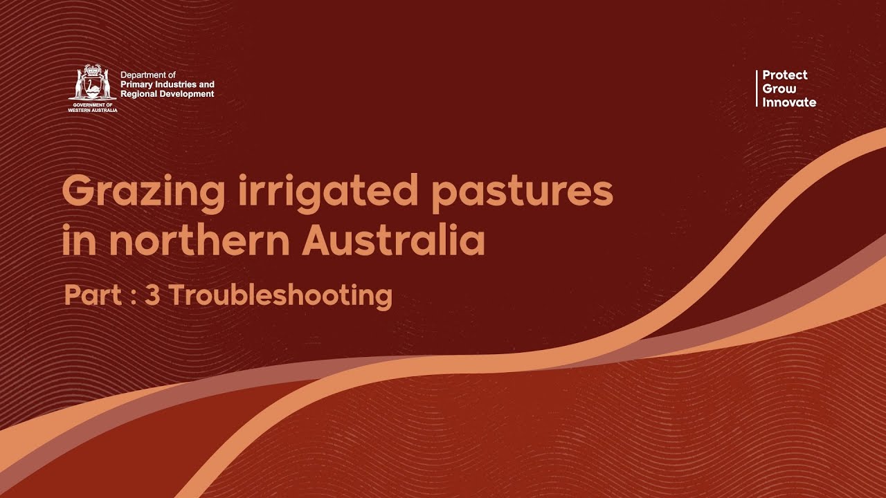 Grazing irrigated pastures in northern Australia – Troubleshooting