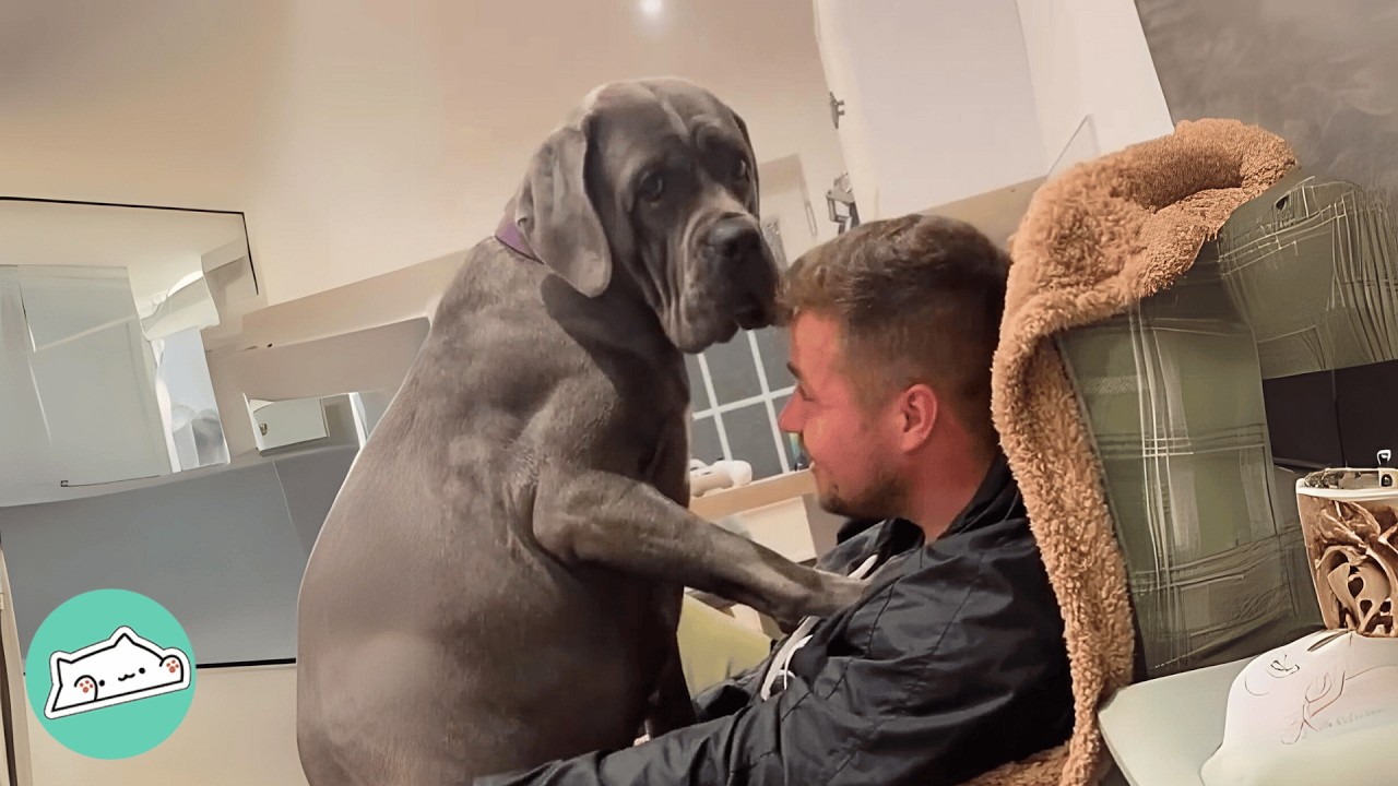 Giant Dog Is The Biggest Baby Around Her Parents | Cuddle Buddies