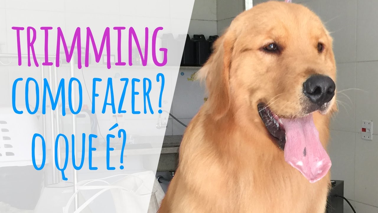 TRIMMING em GOLDEN RETRIEVER