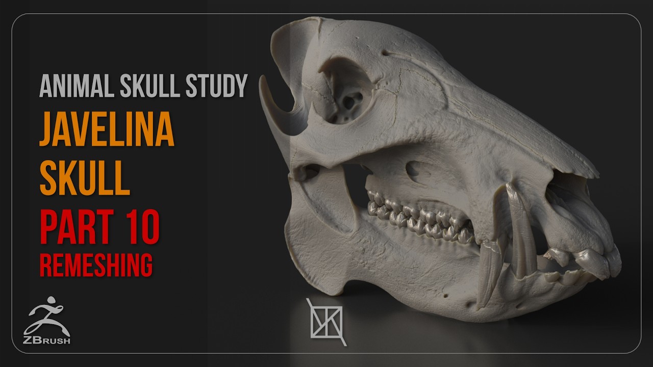 Animal Skull Study 10 Javelina Remesh