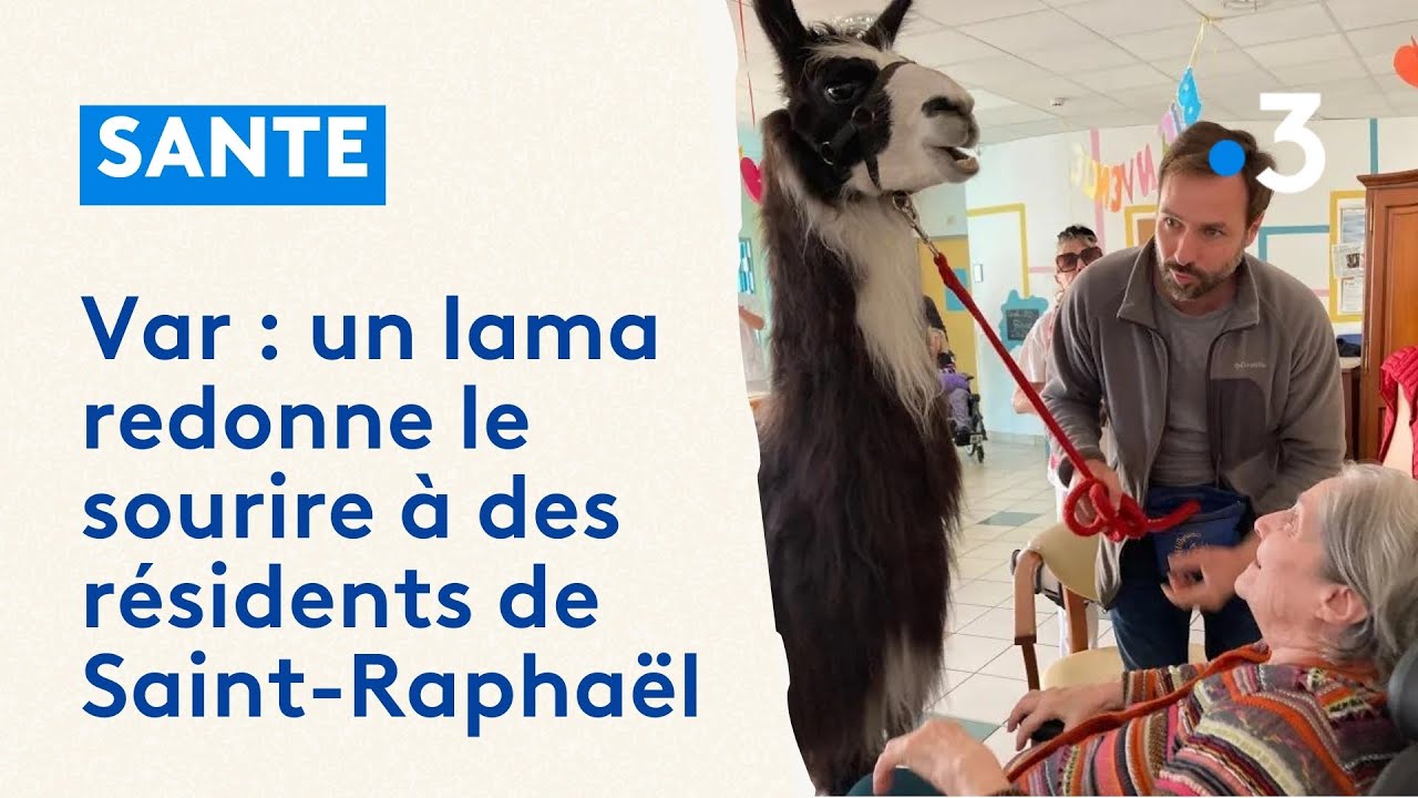 Var : un lama redonne le sourire à des résidents de Saint-Raphaël