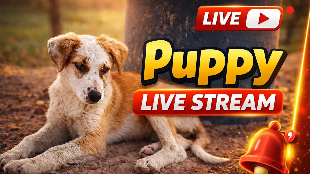 Pets & animals 97 is live!