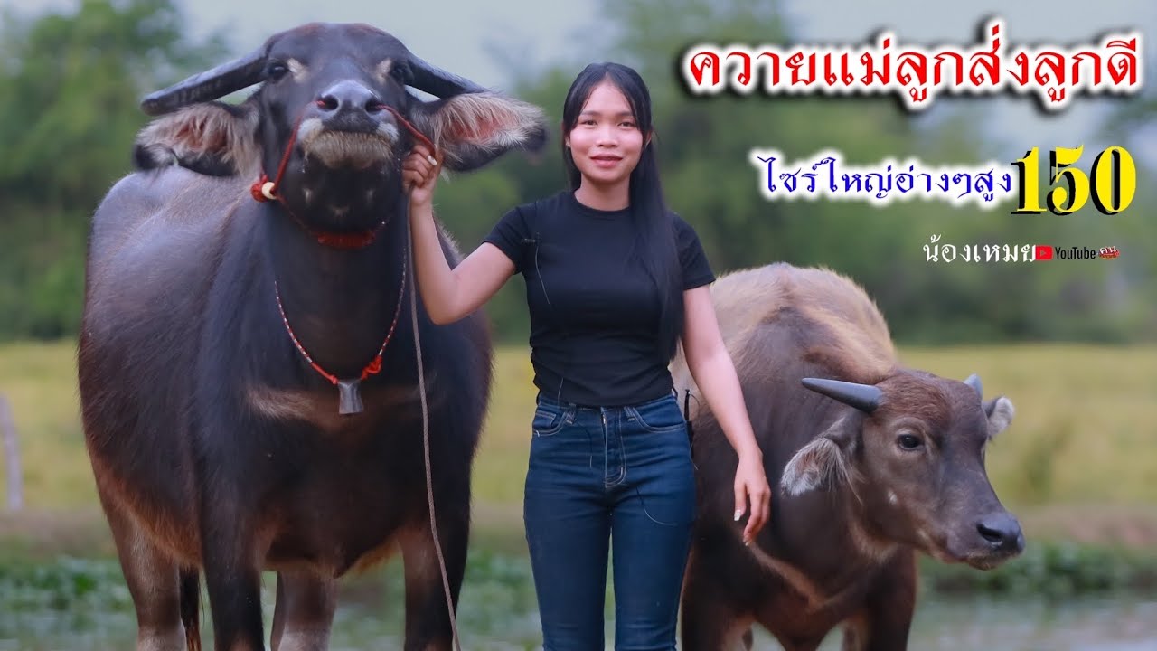 ควายแม่ลูกแม่ท้องอ่างๆสูง140-150คุ้มสุดๆ061-5173181น้องเหมย หลัง มข. อ.เมือง จ.ขอนแก่น