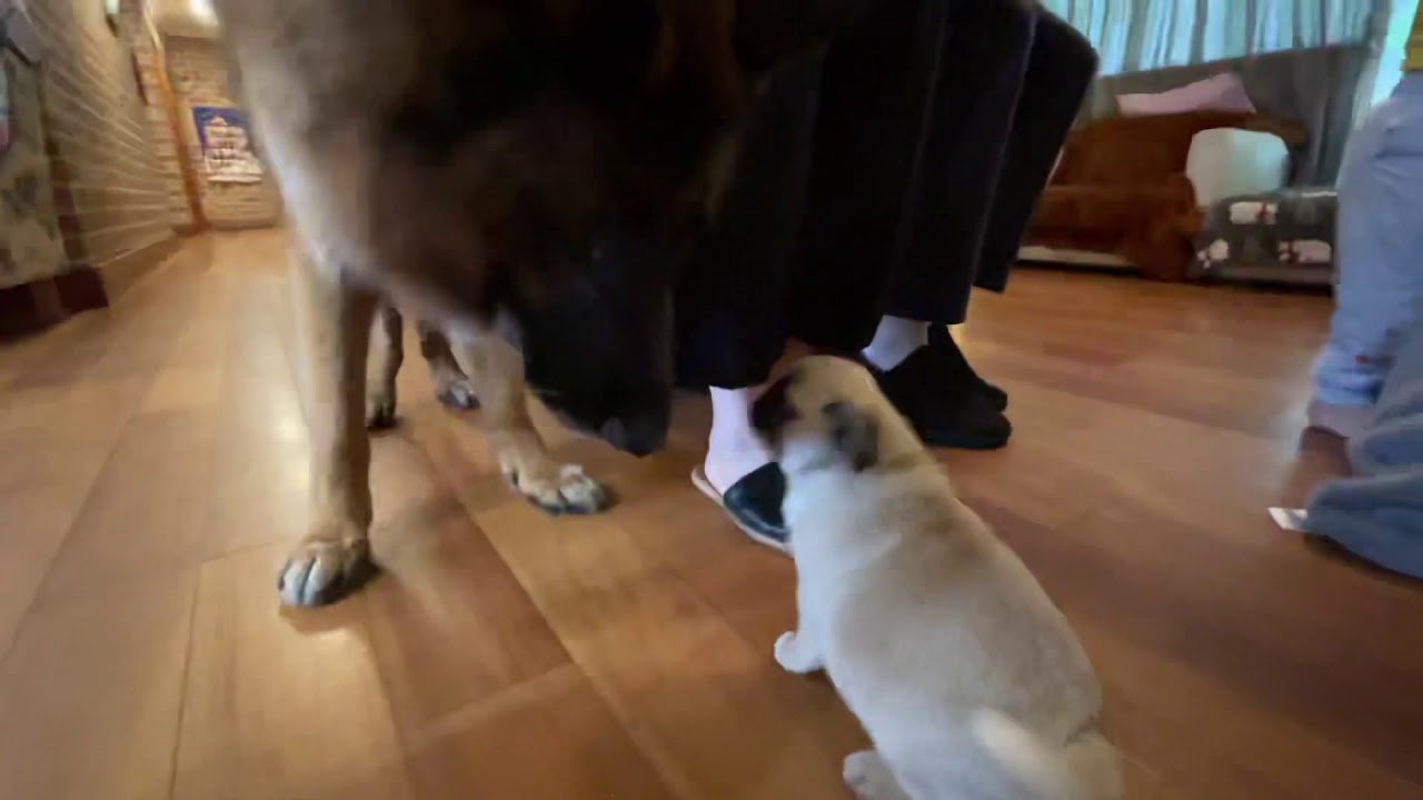 Cutie Pie the Pug and Riker the German Shepherd