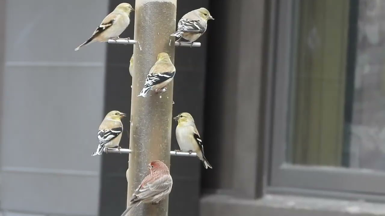 Finches at Four Rivers in Channahon 
