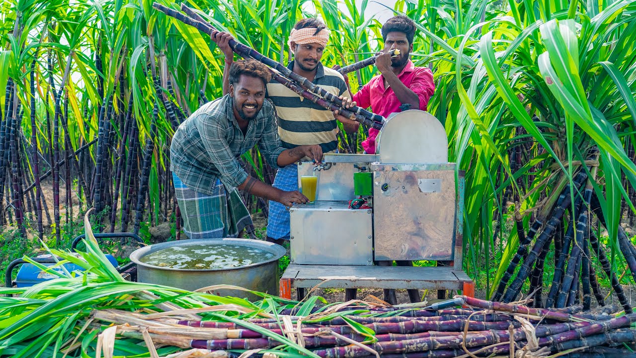 BLACK SUGARCANE JUICE | Farm Fresh Healthy Sugarcane Juice Using a Machine in a Black Sugarcane Farm