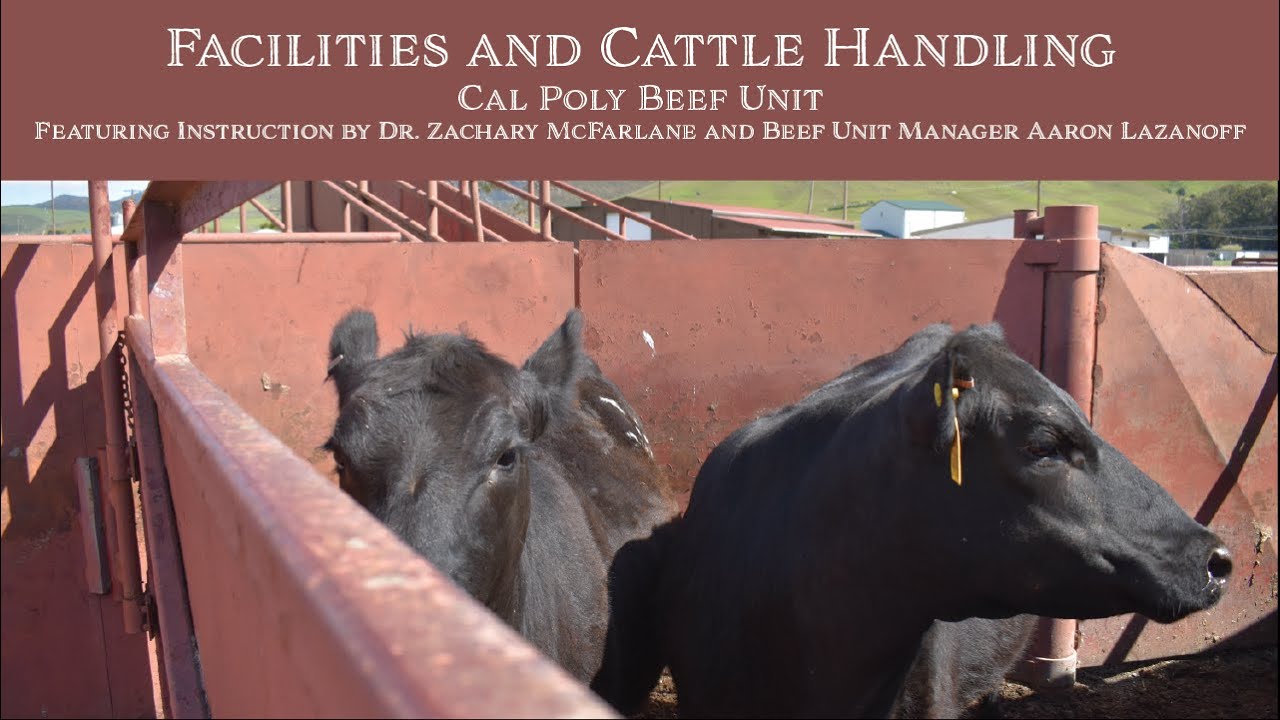 Facilities and Cattle Handling- Intro to Beef