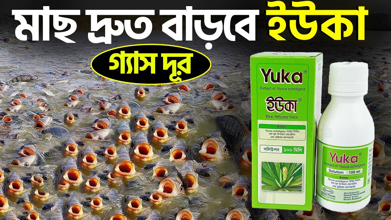 মাছ চাষে ইউকা || Shakib AGRO || পুকুরে গ্যাস দূর করতে ইউকা