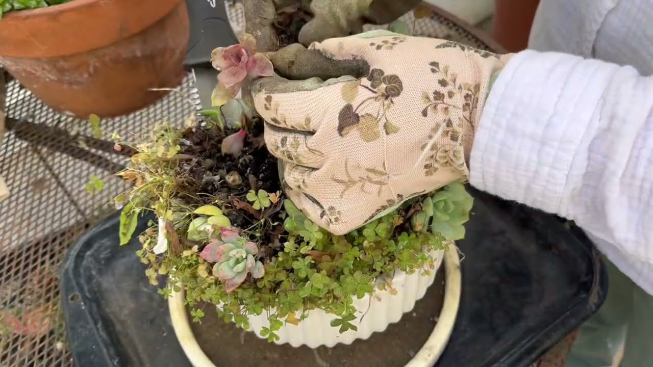 More succulent clean up and making more succulent cuttings | Leaf and Designs 