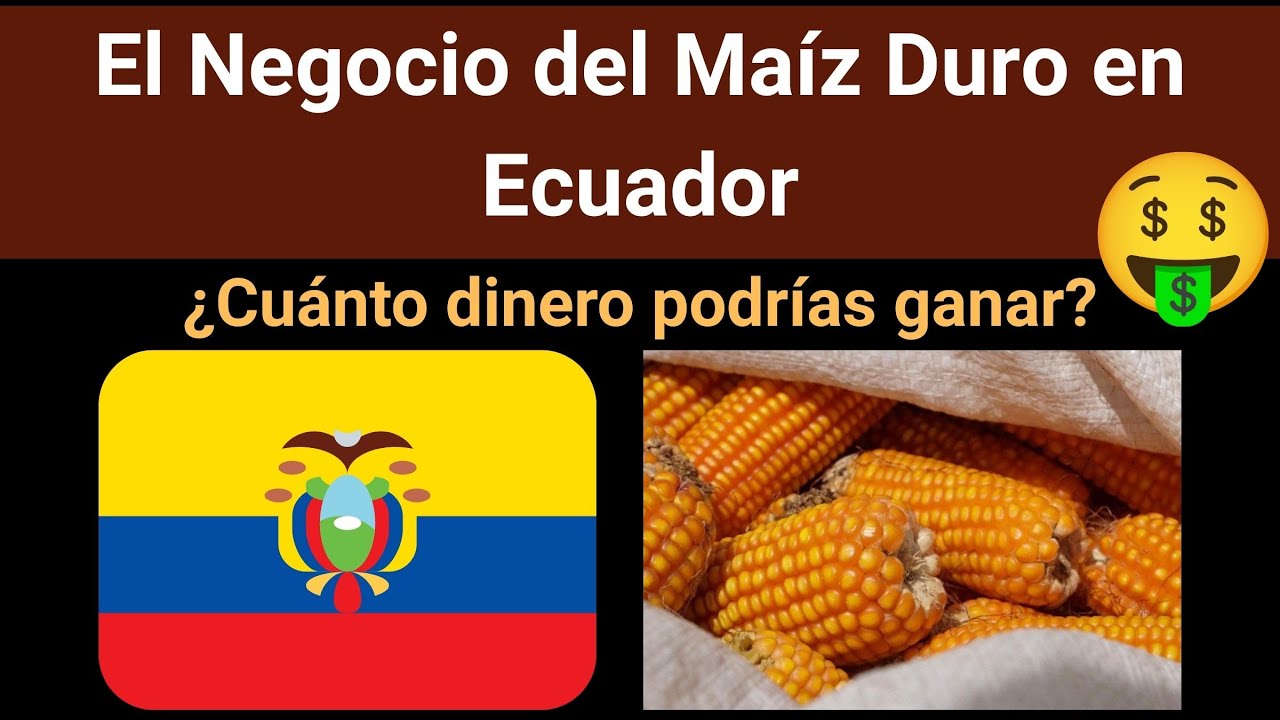 El Negocio del Maíz Amarillo Duro en Ecuador ¿Cuánto dinero podrías ganar con esta inversión?