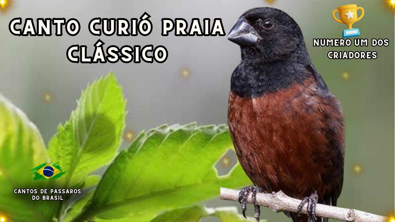 Praia clássico 1 x 2 x 3 x 5!