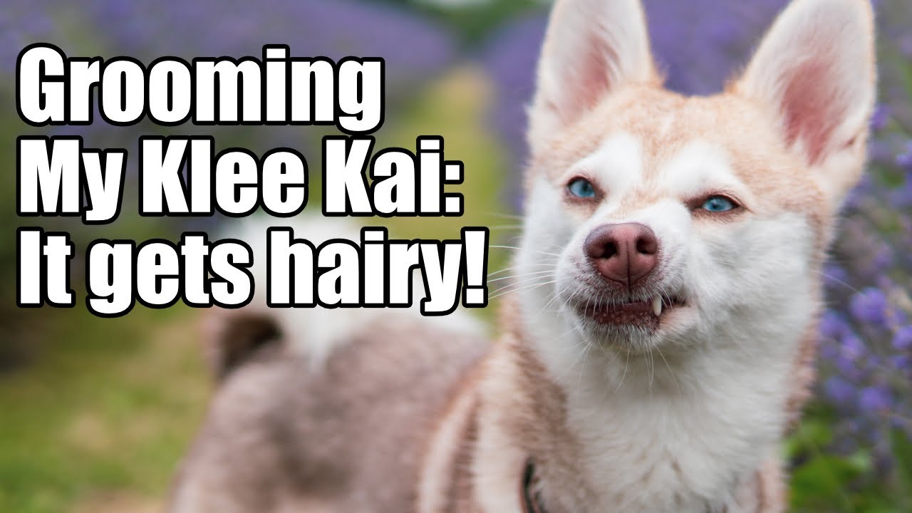 Alaskan Klee Kai grooming: It gets hairy!