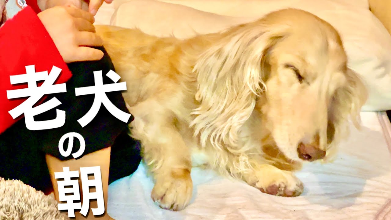 ゆっくり起きて 出かけるまで 【ダックスフンド】
