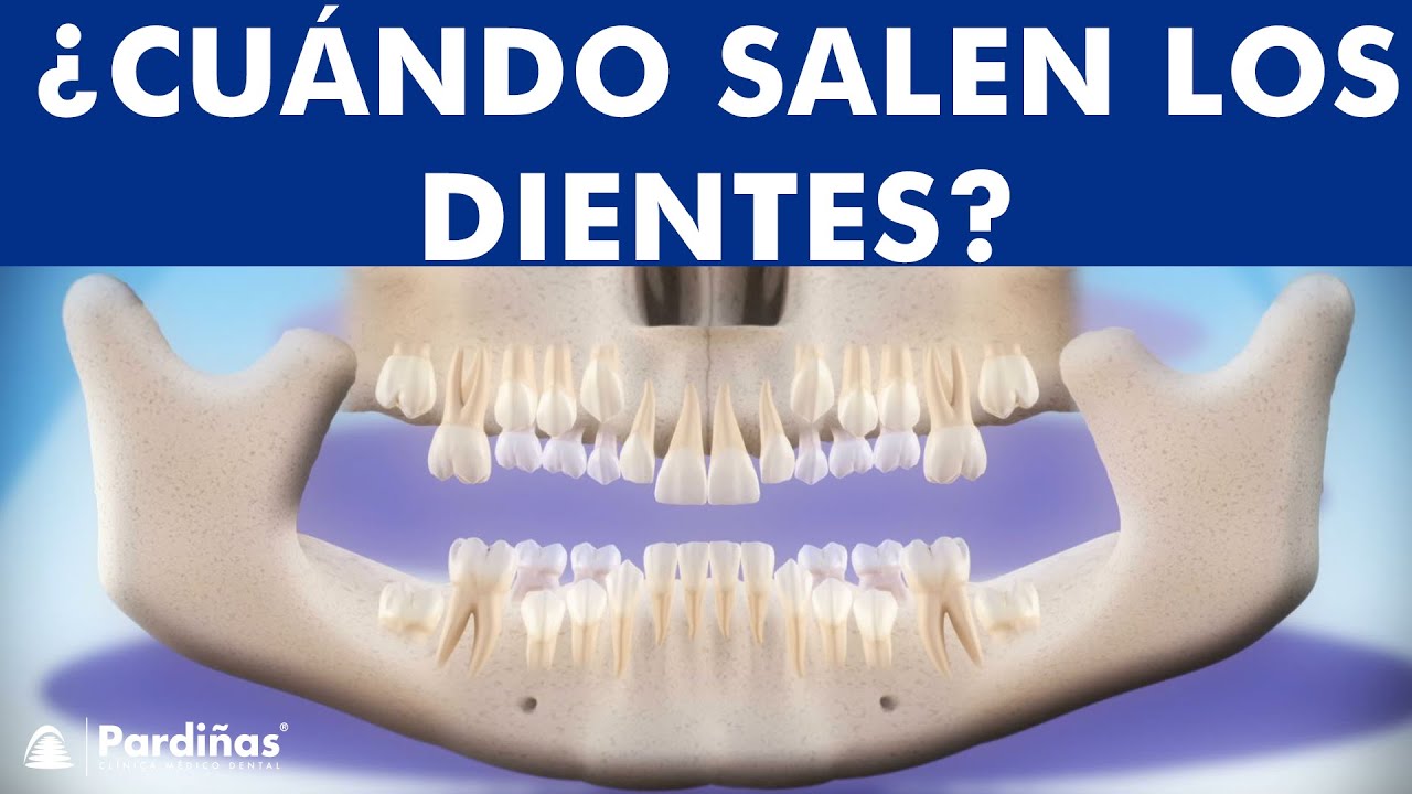 ¿CÓMO y CUÁNDO SALEN LOS DIENTES? Secuencia de erupción dental ©