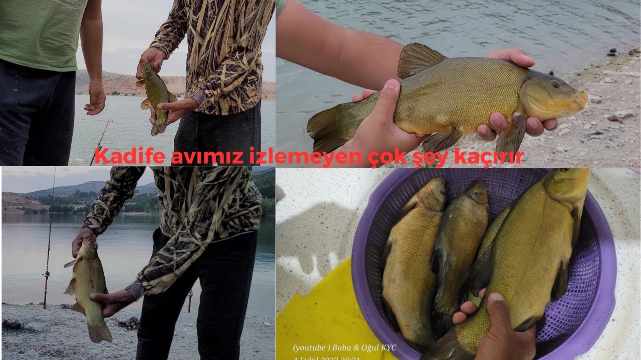 Kadife avımız günü birlik güzel bir av oldu sistem tiyoları #carpfishing #kadife #sazanavı #turnaavı