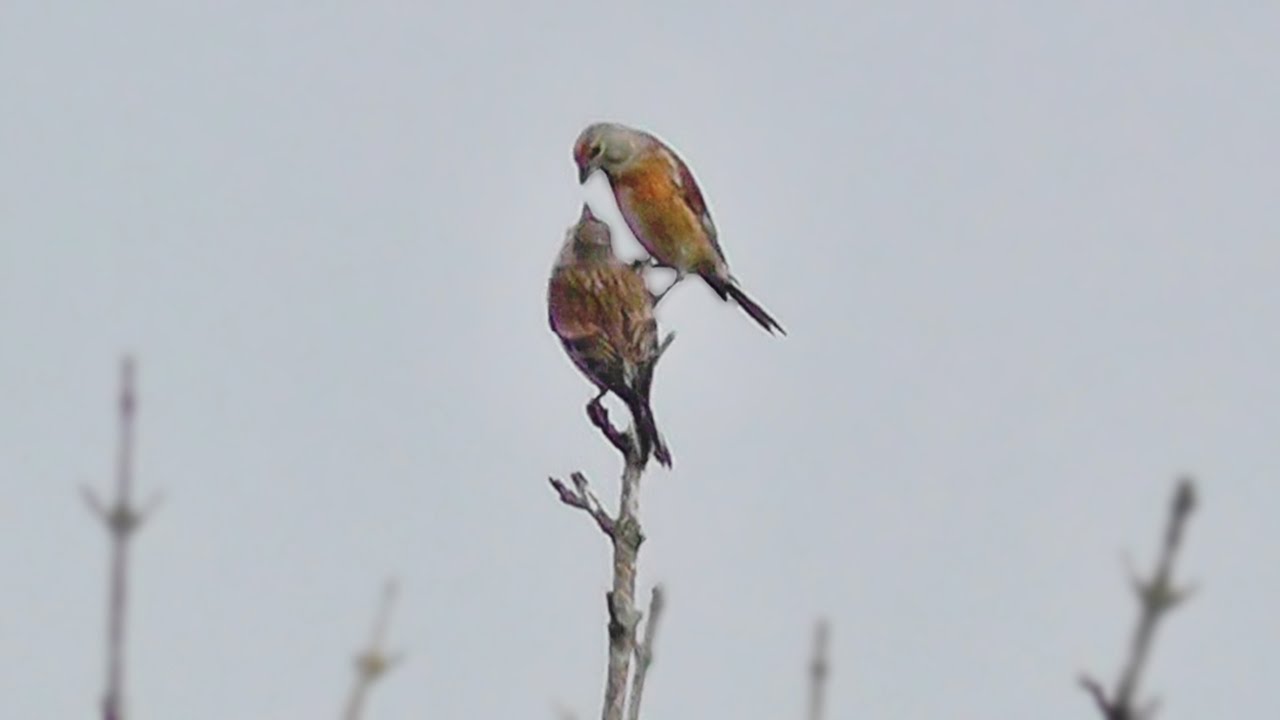 Linnet Birds at The Coast