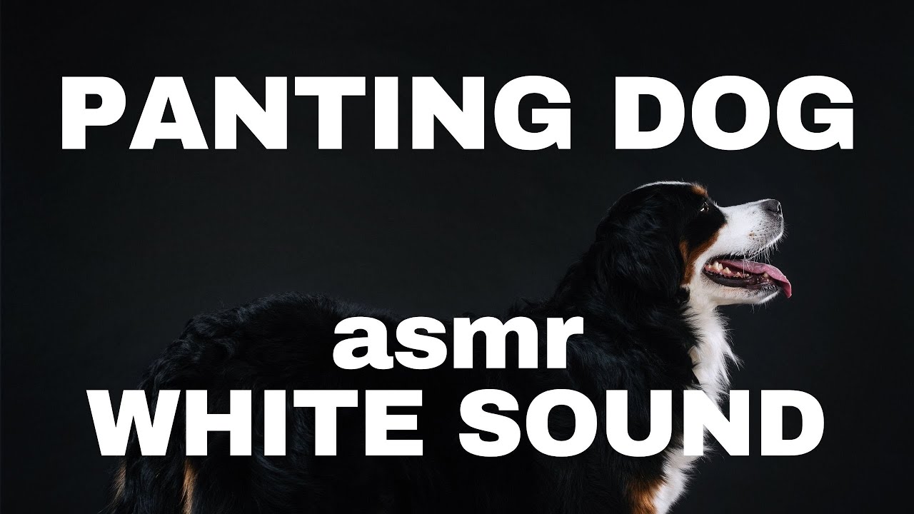 ONE HOUR | ASMR Panting Dog | White sound