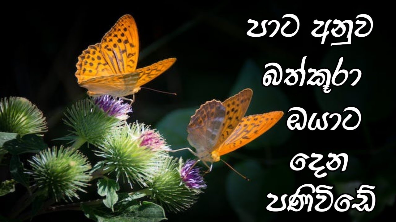 බලාපොරොත්තුවේ ගිනිසිලු දල්වන බත්කූරා✨💚🔥 || ඔයාට හමු වුනේ මොන පාට කෙනෙක්ද