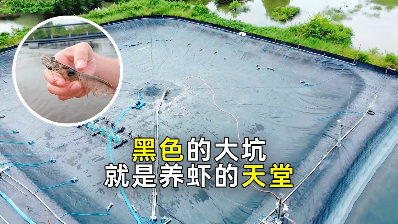 养殖对虾：多养15天，就能多赚几十万！