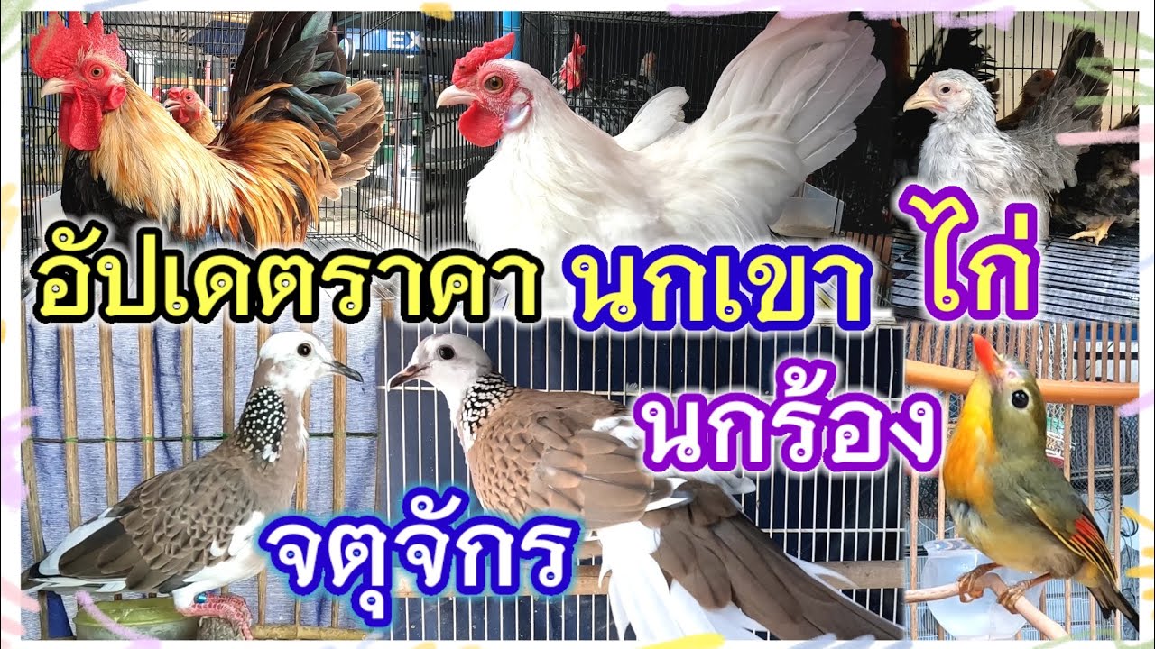 อัปเดตราคานกเขา ไก่ นกร้อง จตุจักร ร้านพี่กบ จัดส่งได้
